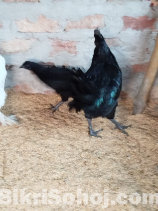 কাদাকনাথ ও ব্রহ্মার মুরগি